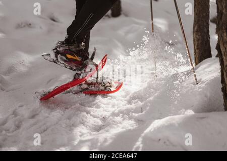 Jambes de femme anonyme en raquettes marchant sur de la neige fraîche près des troncs d'arbres dans une forêt incroyable Banque D'Images