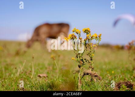 Ragwort dans un champ de vaches en pâturage à Firle Beacon à la fin de l'été, East Sussex, Royaume-Uni Banque D'Images