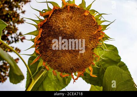 Gros plan d'un tournesol cultivé qui est orienté vers le bas du sol. L'image prise sous la fleur montre les détails des graines, pétales a Banque D'Images