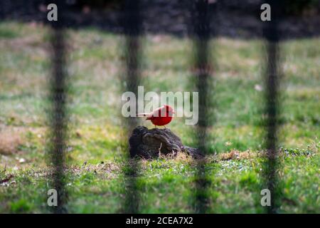 Regarder à travers une clôture noire à un cardinal rouge vif Assis sur un rocher Banque D'Images