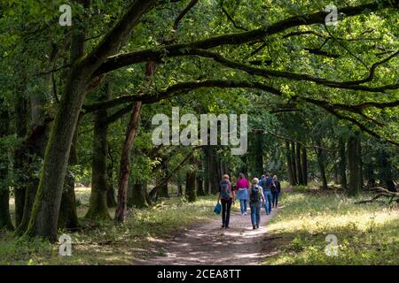 Heideblüte der Besenheide, im Naturschutzgebiet Lüneburger Heide, Niedersachsen, Allemagne, Banque D'Images