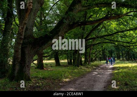 Heideblüte der Besenheide, im Naturschutzgebiet Lüneburger Heide, Niedersachsen, Allemagne, Banque D'Images