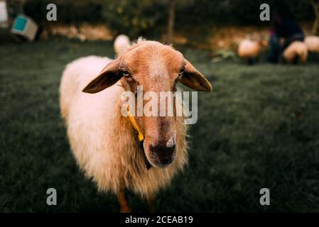 Moutons blancs sur prairie verdoyante près de pâturage d'arbustes en pleine campagne Banque D'Images