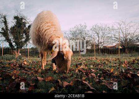 Moutons blancs sur prairie verdoyante près de pâturage d'arbustes en pleine campagne Banque D'Images