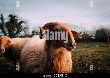 Moutons blancs sur prairie verdoyante près de pâturage d'arbustes en pleine campagne Banque D'Images