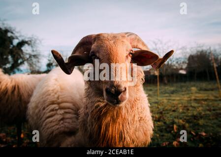 Moutons blancs sur prairie verdoyante près de pâturage d'arbustes en pleine campagne Banque D'Images