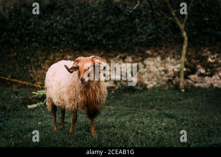 Moutons blancs sur prairie verdoyante près de pâturage d'arbustes en pleine campagne Banque D'Images
