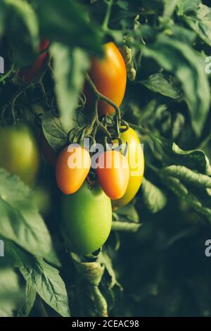 Tomates vertes et orange poussant sur les brindilles de la plante avec des feuilles Banque D'Images