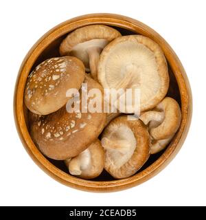 Champignons shiitake frais dans un bol en bois. Lentinula edodes, champignon comestible, originaire d'Asie de l'est, également utilisé en médecine traditionnelle. Gros plan. Banque D'Images