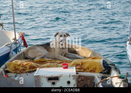 Chien errant se détendre sur le bateau de pêche en mer à Foca Izmir Banque D'Images