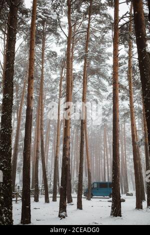 Camionnette bleue garée dans une forêt d'hiver couverte de neige avec de grands arbres. Banque D'Images