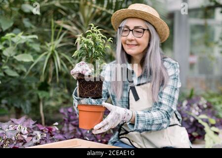 Portrait d'une femme joyeuse à la retraite aux cheveux gris jardinier mettant le sol avec la plante de ficus vert dans la marmite, tout en travaillant dans le jardin ou moderne Banque D'Images