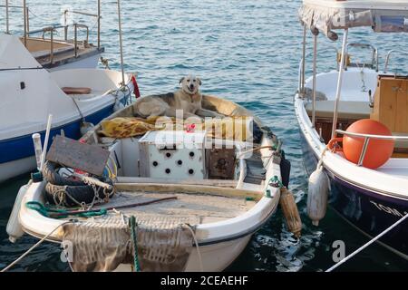 Chien errant se détendre sur le bateau de pêche en mer à Foca Izmir Banque D'Images