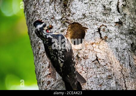 Sapsucker à ventre jaune ramenant de la nourriture à son nid pour nourrir ses jeunes. Banque D'Images