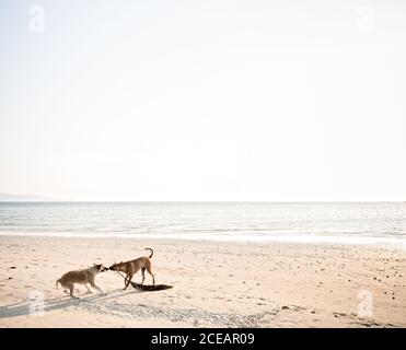 Deux chiens qui interagissent sur une plage de sable ensoleillé en Thaïlande. Banque D'Images