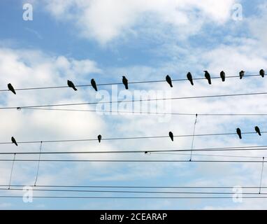 Oiseaux reposant sur des fils sur un fond nuageux Banque D'Images