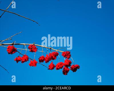 Branches sans feuilles avec petites baies rouges contre un ciel bleu Banque D'Images