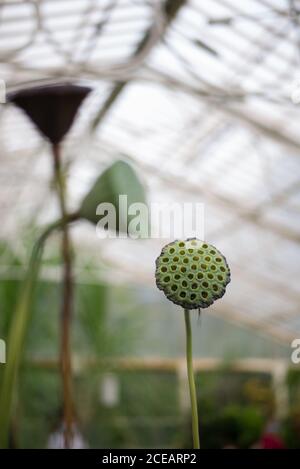Lotus Seed Pods Tall Nelumbo nucifera Dry Heads aux jardins botaniques royaux de Kew, Richmond, Londres Banque D'Images