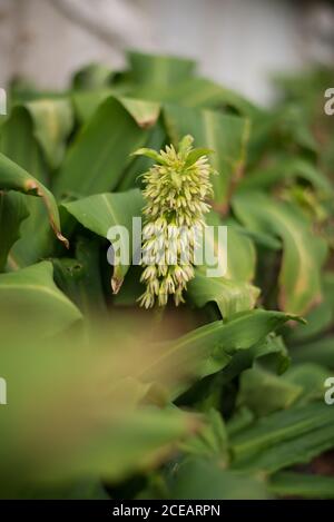 Vert et jaune Eucomis bicolore Variegated ananas fleurs de nénuphars Spike Bush part aux jardins botaniques royaux de Kew, Richmond, Londres Banque D'Images