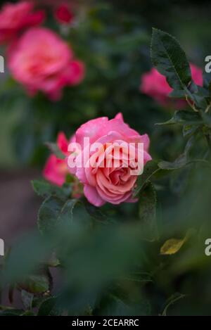 Rose vif Rosaceae Rose Rose Rose Rose Rose Rose Rose Rose Rose arbuste Rose Rose Rose Rose aux jardins botaniques royaux de Kew, Richmond, Londres Banque D'Images