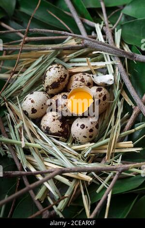 De dessus la photo de la paille et du feuillage nichent avec des oeufs de caille et un battu montrant le jaune d'or. Banque D'Images