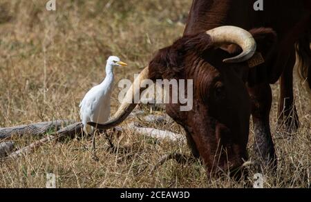 Egret de bétail (Bubulcus ibis) oiseau blanc de taille moyenne qui se nourrit d'insectes autour des herbivores Banque D'Images