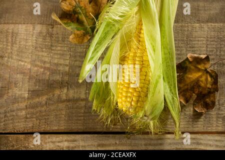 Grains de maïs mûr. macro. Des épis de maïs, l'aliment est mûr, juteux, délicieux maïs. Photo de l'arrière-plan de maïs. De jeunes épis de maïs sucré, closeu sur Banque D'Images