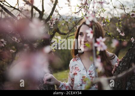 Vue à travers les branches de fleurs de bois de belle dame gaie à l'écart dans le jardin entre les collines Banque D'Images