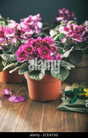 Fleurs de Saintpaulia en pot. Plantation de fleurs en pot sur un panneau en bois. Banque D'Images