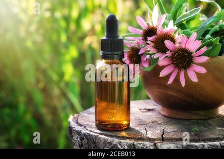 Bouteille compte-gouttes d'échinacée huile essentielle ou teinture, mortier en bois de fleurs de conées à l'extérieur. Médecine alternative Banque D'Images