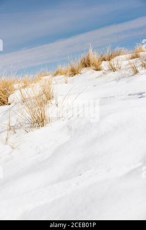 Des pailles sèches qui sortent sous la neige étincelante et le ciel bleu est en arrière-plan. Banque D'Images