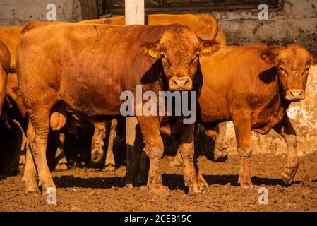 Des taureaux de limousine dans une ferme. Les taureaux de limousine passent du temps à la ferme. Taureaux Banque D'Images