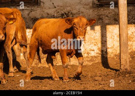 Des taureaux de limousine dans une ferme. Les taureaux de limousine passent du temps à la ferme. Taureaux Banque D'Images