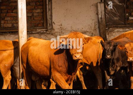 Des taureaux de limousine dans une ferme. Les taureaux de limousine passent du temps à la ferme. Taureaux Banque D'Images