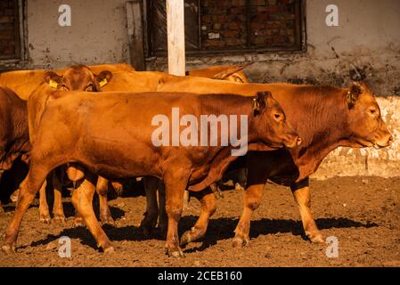 Des taureaux de limousine dans une ferme. Les taureaux de limousine passent du temps à la ferme. Taureaux Banque D'Images