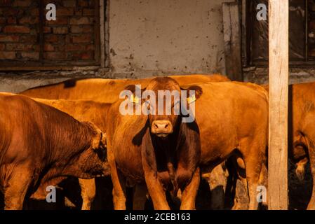 Des taureaux de limousine dans une ferme. Les taureaux de limousine passent du temps à la ferme. Taureaux Banque D'Images