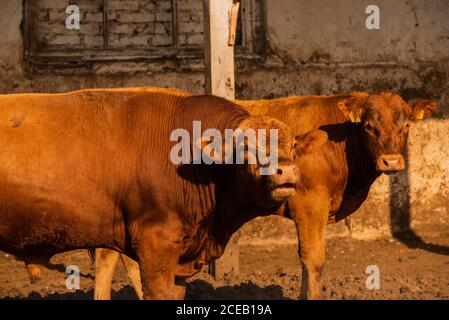 Des taureaux de limousine dans une ferme. Les taureaux de limousine passent du temps à la ferme. Taureaux Banque D'Images