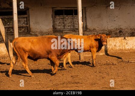 Des taureaux de limousine dans une ferme. Les taureaux de limousine passent du temps à la ferme. Taureaux Banque D'Images