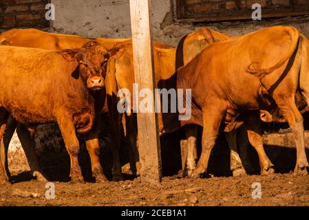 Des taureaux de limousine dans une ferme. Les taureaux de limousine passent du temps à la ferme. Taureaux Banque D'Images