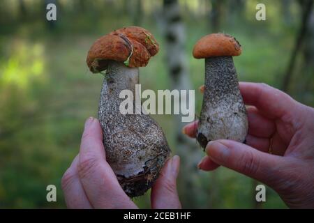 Beau petit champignon Leccinum connu sous le nom de boléte de bouleau orange, croissant dans une forêt. Banque D'Images