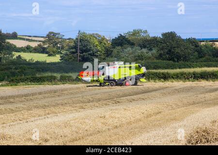 31 août 2020 Une moissonneuse-batteuse Claas Lexion 570 est en activité dans un petit champ de maïs d'orge dans le comté de Bangor, en Irlande du Nord Banque D'Images