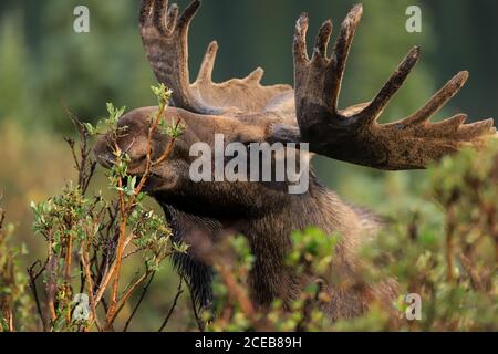 Orignaux de taureau Shiras Alces alces shirasi près dans la forêt verte végétation Banque D'Images