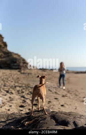 Belle femme de brunette d'âge moyen jouant avec un chien de lévrier italien sur la plage Banque D'Images