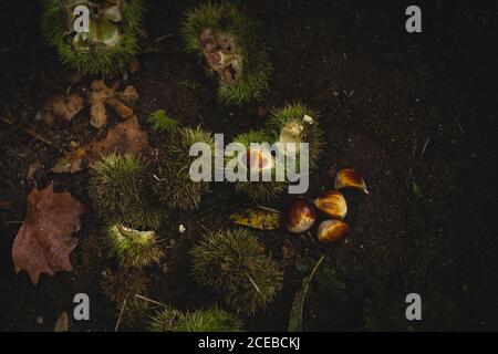 Du dessus de la photo de châtaignes fraîches se trouvant à proximité de feuilles sèches sur le sol en forêt d'automne Banque D'Images