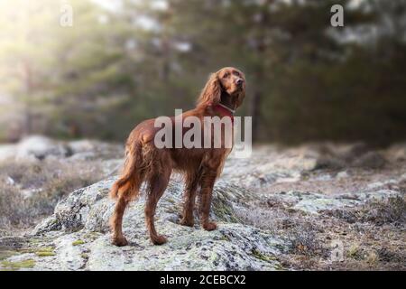 Setter irlandais debout sur un rocher dans un parc Banque D'Images