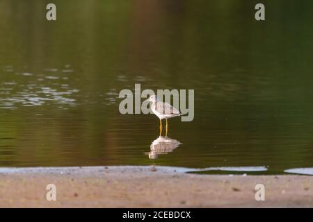 Un grand Yellowlegs se tenant sur son reflet dans l'eau calme près de la rive sablonneuse d'un lac. Banque D'Images