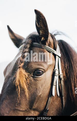Gros plan cheval en bride avec tresse de jument de cheveux regardant appareil photo Banque D'Images