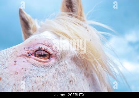 Vue latérale de gros plan de beau cheval blanc et ciel bleu Banque D'Images