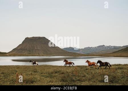 Des chevaux qui s'exécutent dans la nature Banque D'Images