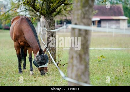 Allemagne. 31 août 2020. Un cheval se dresse sur le pâturage d'une ferme équestre dans la région de Heidelberg. Depuis plusieurs semaines maintenant, des cas de cruauté envers les animaux dans lesquels des chevaux ont été blessés ont occupé la police dans le district du Rhin-Neckar. Une équipe d'enquête spéciale a été mise en place. Credit: Uwe Anspach/dpa/Alamy Live News Banque D'Images